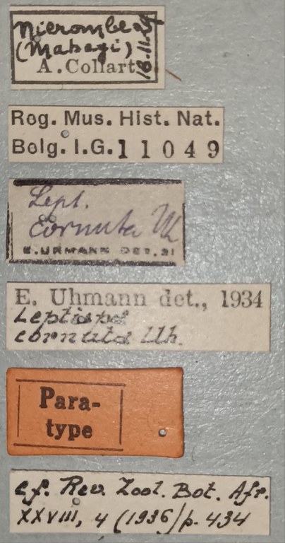 Leptispa cornuta Pt Labels.jpg