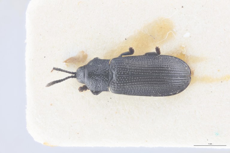 Leptispa punctata Pt D.jpg