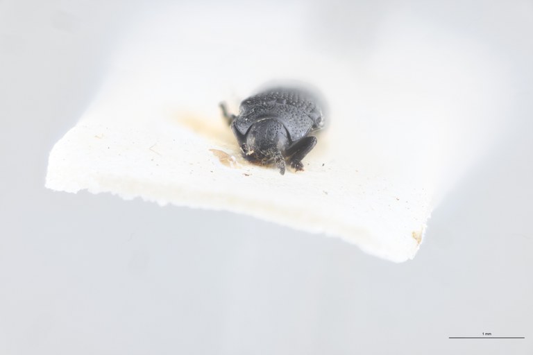 Leptispa punctata Pt F.jpg