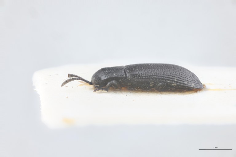 Leptispa punctata Pt L.jpg