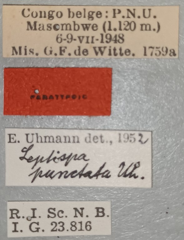 Leptispa punctata Pt Labels.jpg