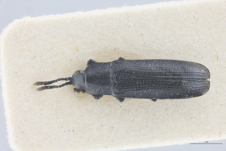 Leptispa ruandana Pt D.jpg