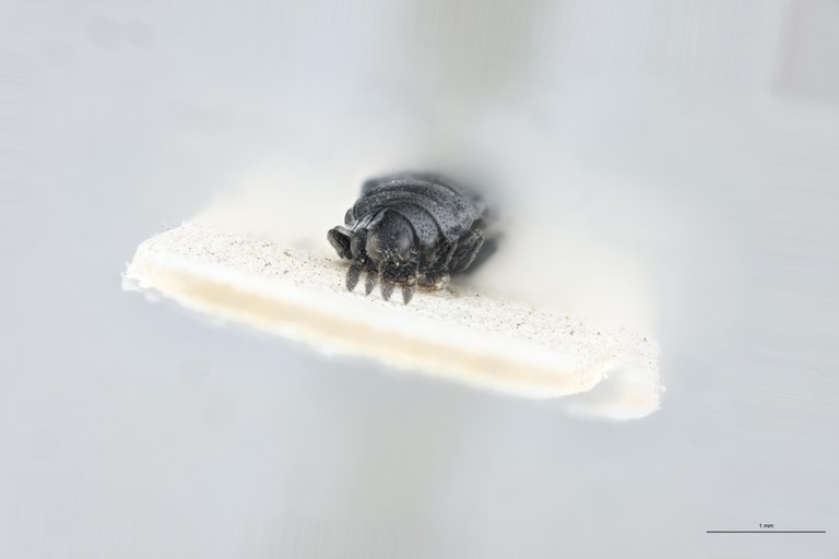 Leptispa ruandana Pt F.jpg