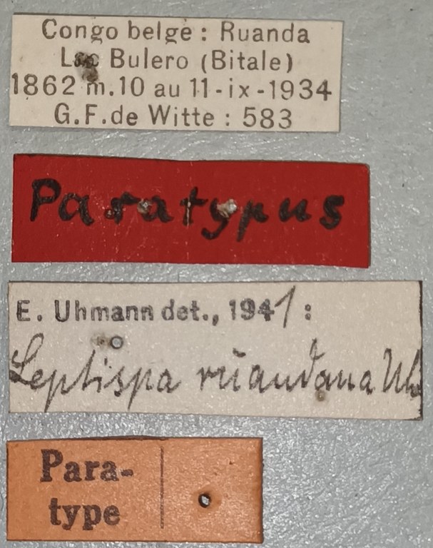 Leptispa ruandana Pt Labels.jpg
