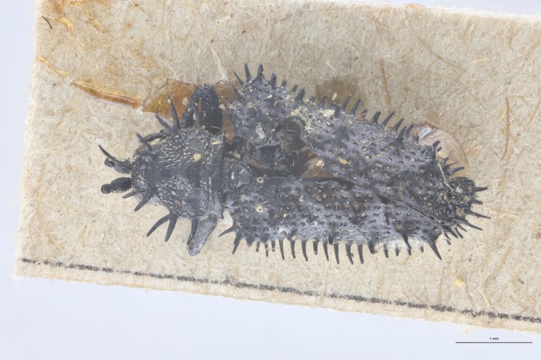 Monochirus coarctatus Ex-T D.jpg