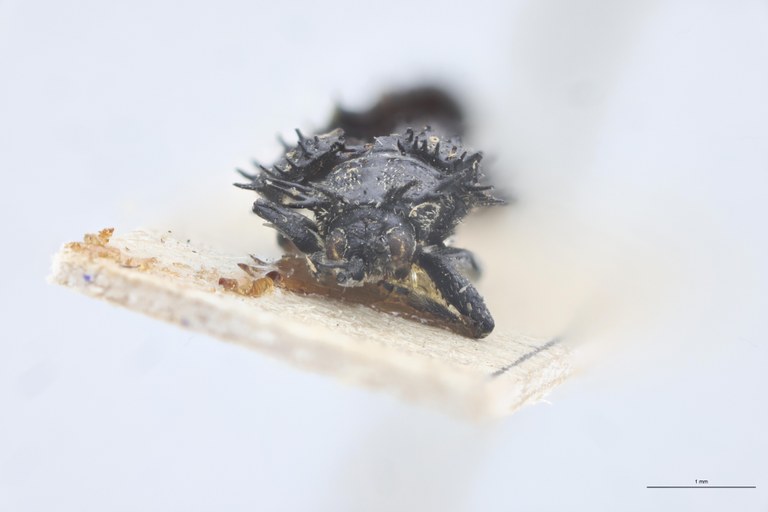 Monochirus coarctatus Ex-T F.jpg