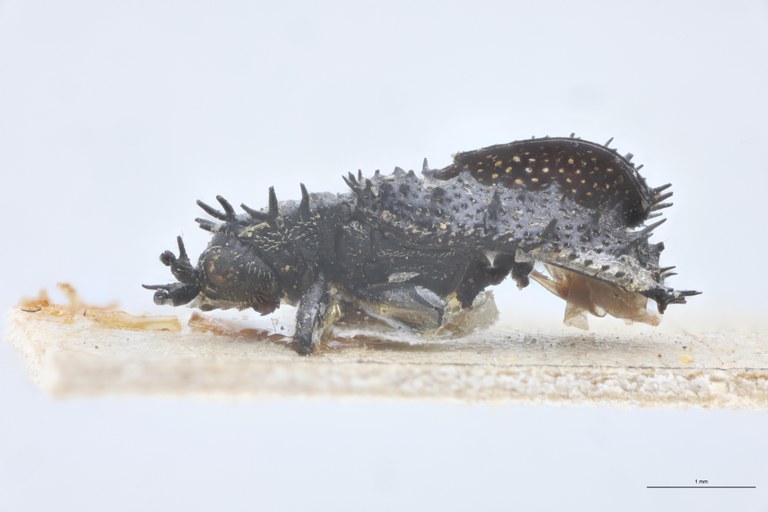 Monochirus coarctatus Ex-T L.jpg