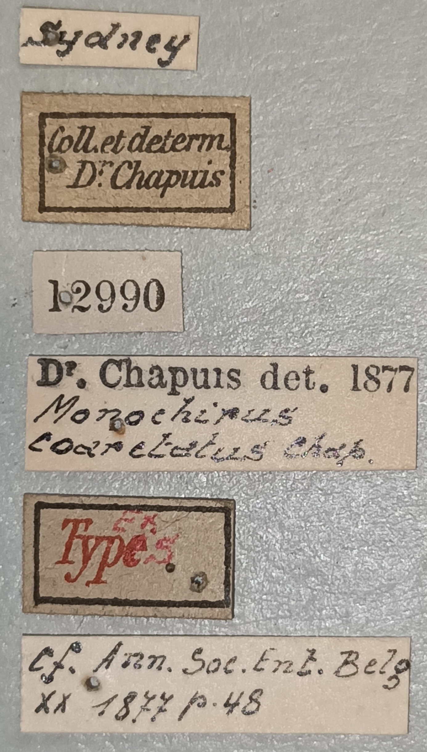 Monochirus coarctatus Ex-T Labels.jpg