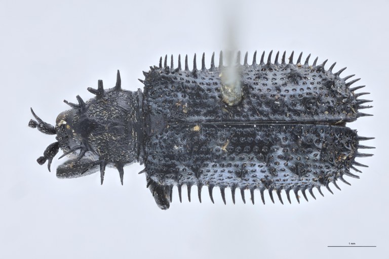 Monochirus fimbriatus T D.jpg