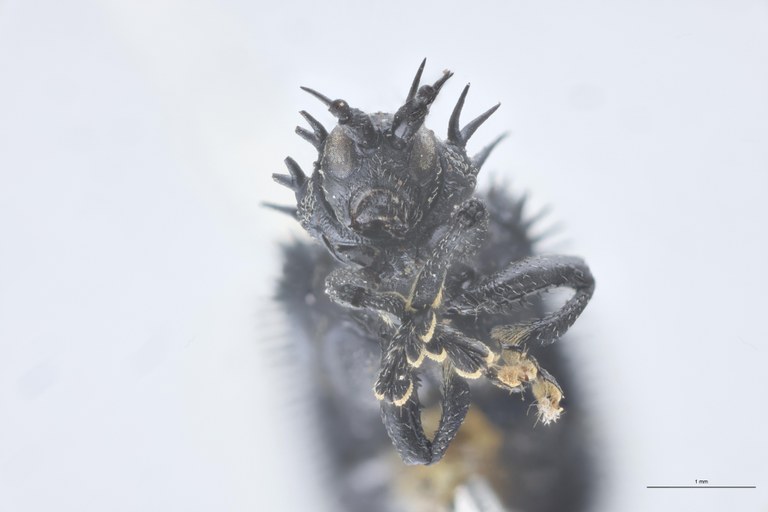 Monochirus fimbriatus T F-V.jpg