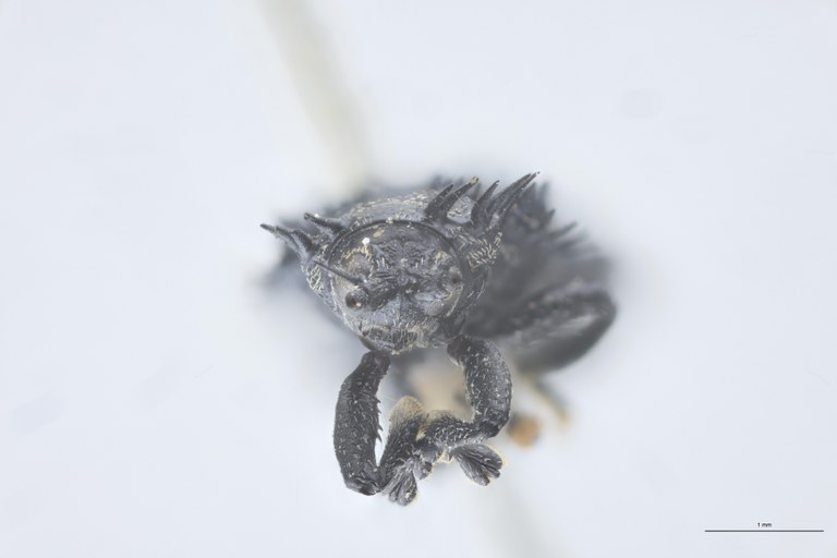 Monochirus fimbriatus T F.jpg