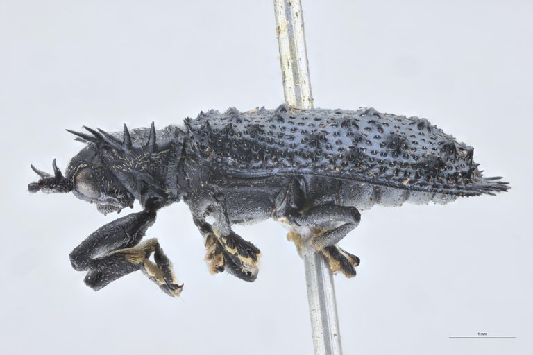 Monochirus fimbriatus T L.jpg