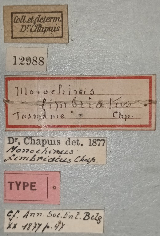 Monochirus fimbriatus T Labels.jpg