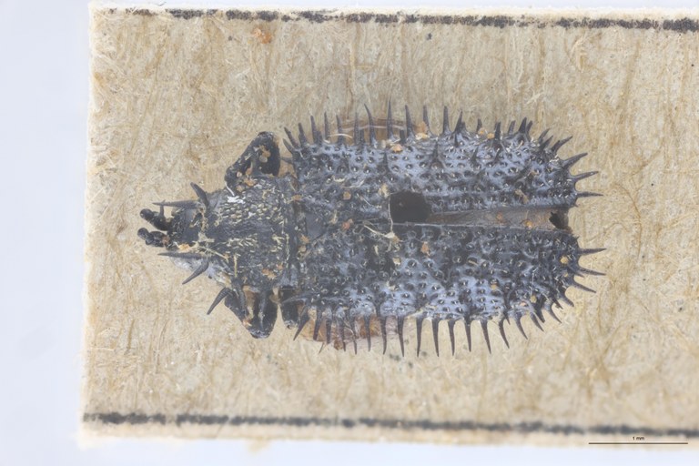 Monochirus germari Ex-T D.jpg