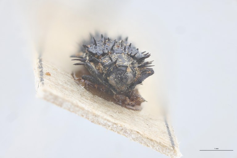 Monochirus germari Ex-T F.jpg