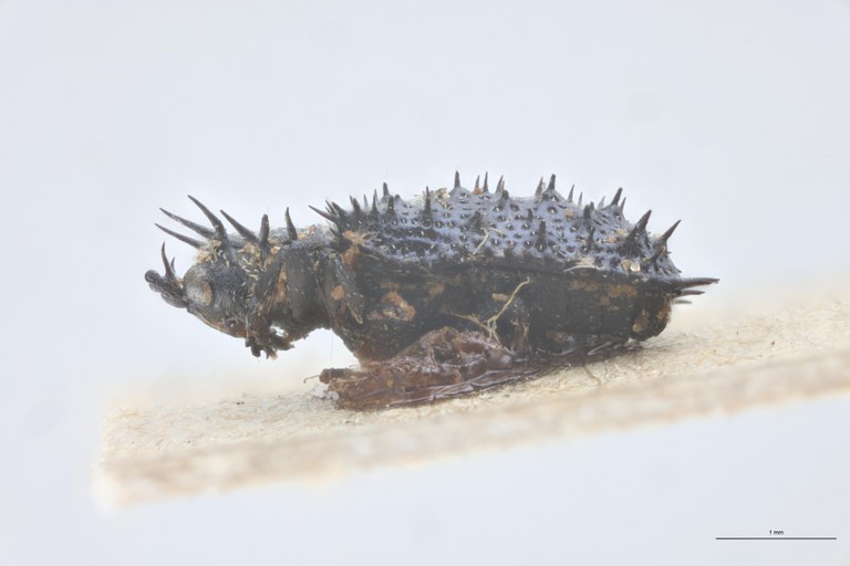 Monochirus germari Ex-T L.jpg