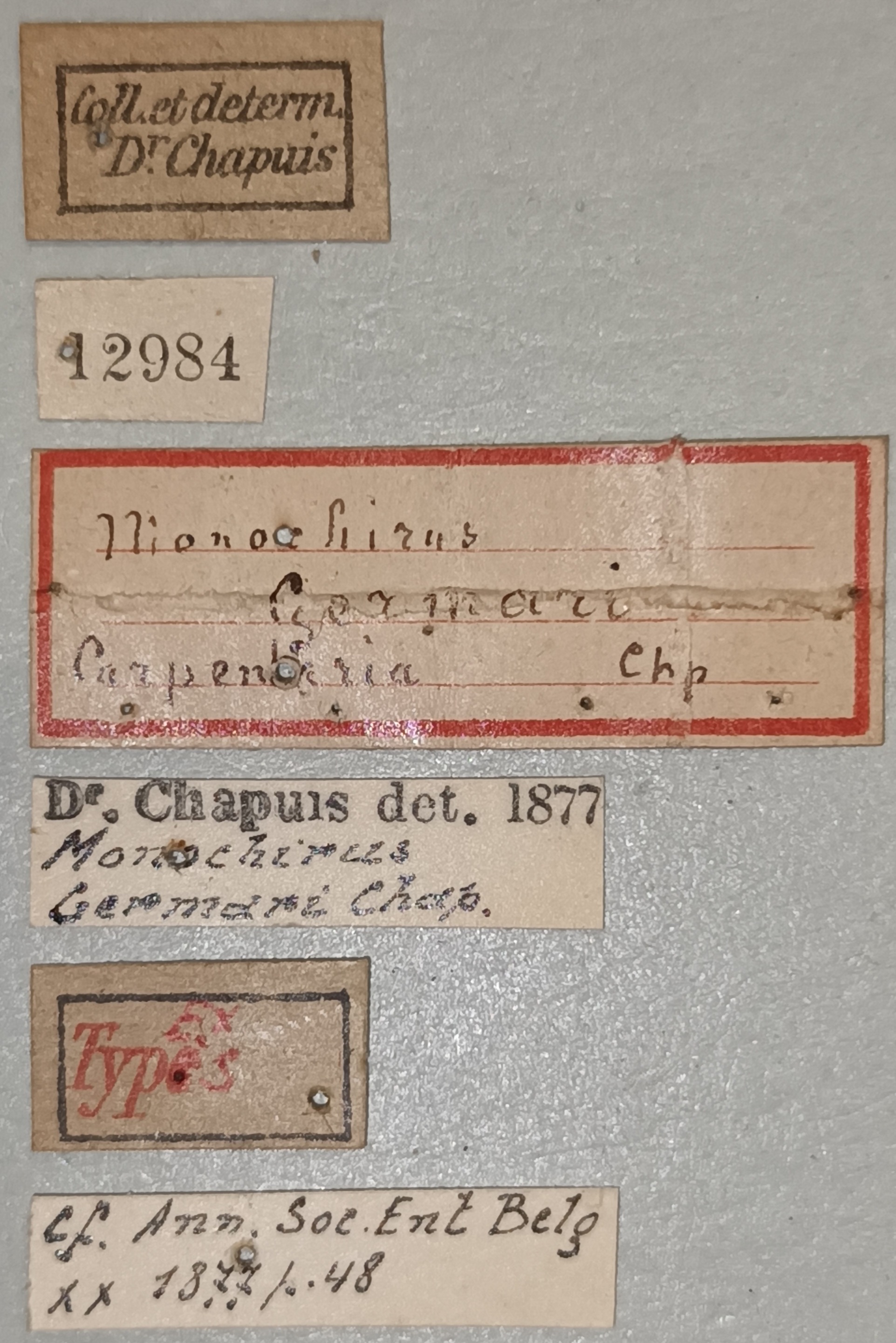 Monochirus germari Ex-T Labels.jpg
