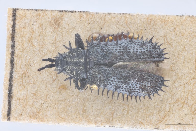 Monochirus moestus Ct D.jpg