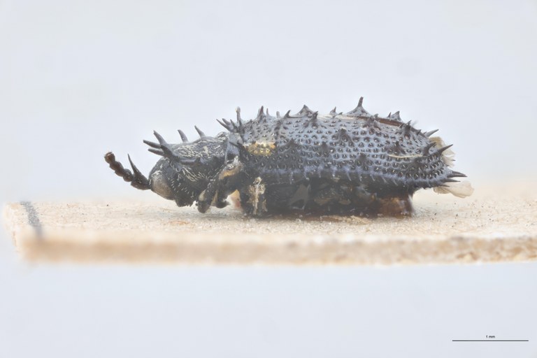 Monochirus moestus Ct L.jpg