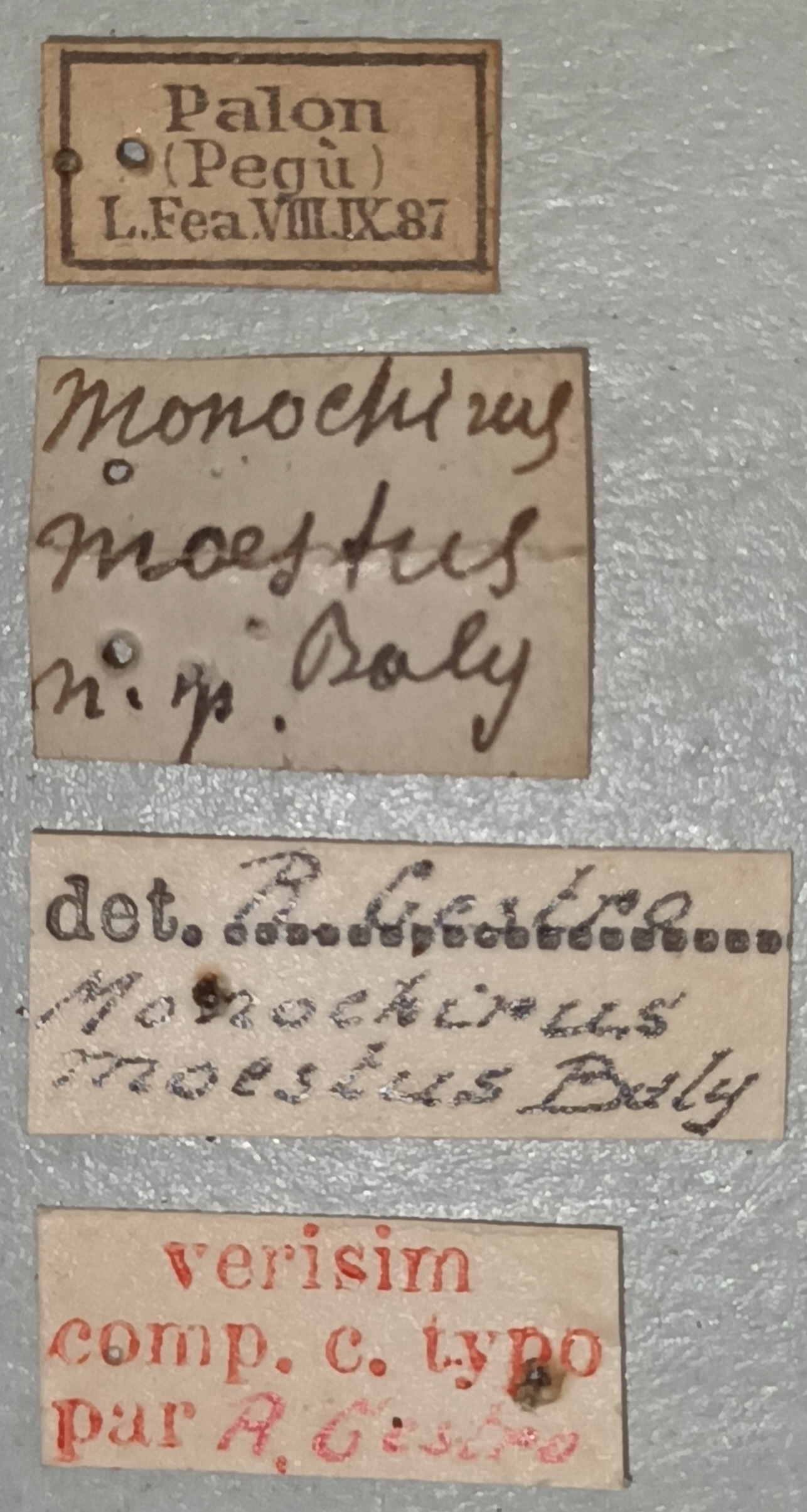Monochirus moestus Ct Labels.jpg