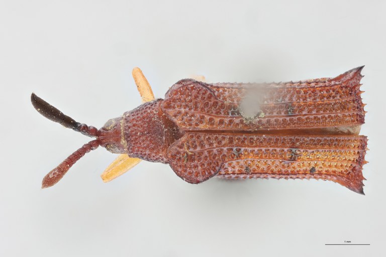 Octhispa binotata T D.jpg
