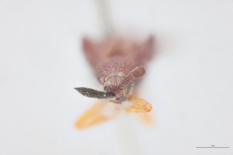 Octhispa binotata T F.jpg