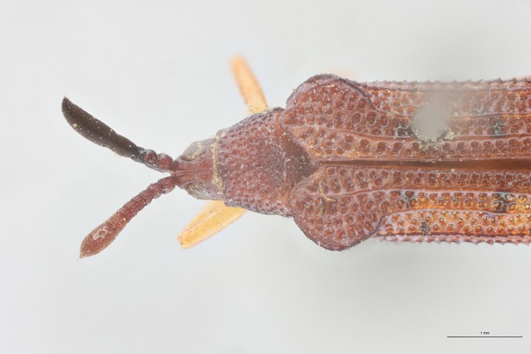 Octhispa binotata T Head-Close-Up.jpg