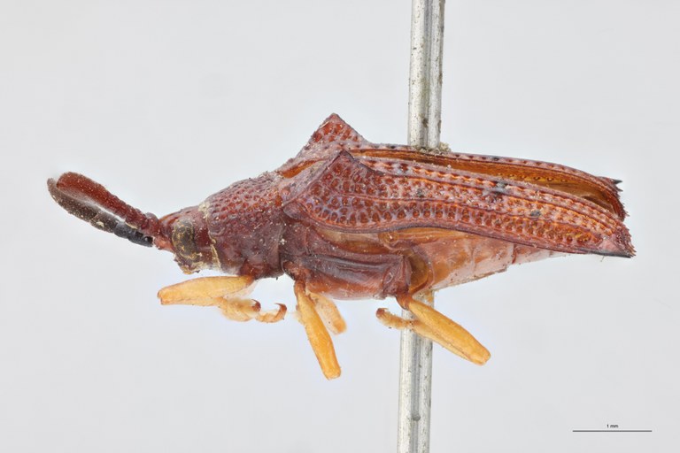 Octhispa binotata T L.jpg