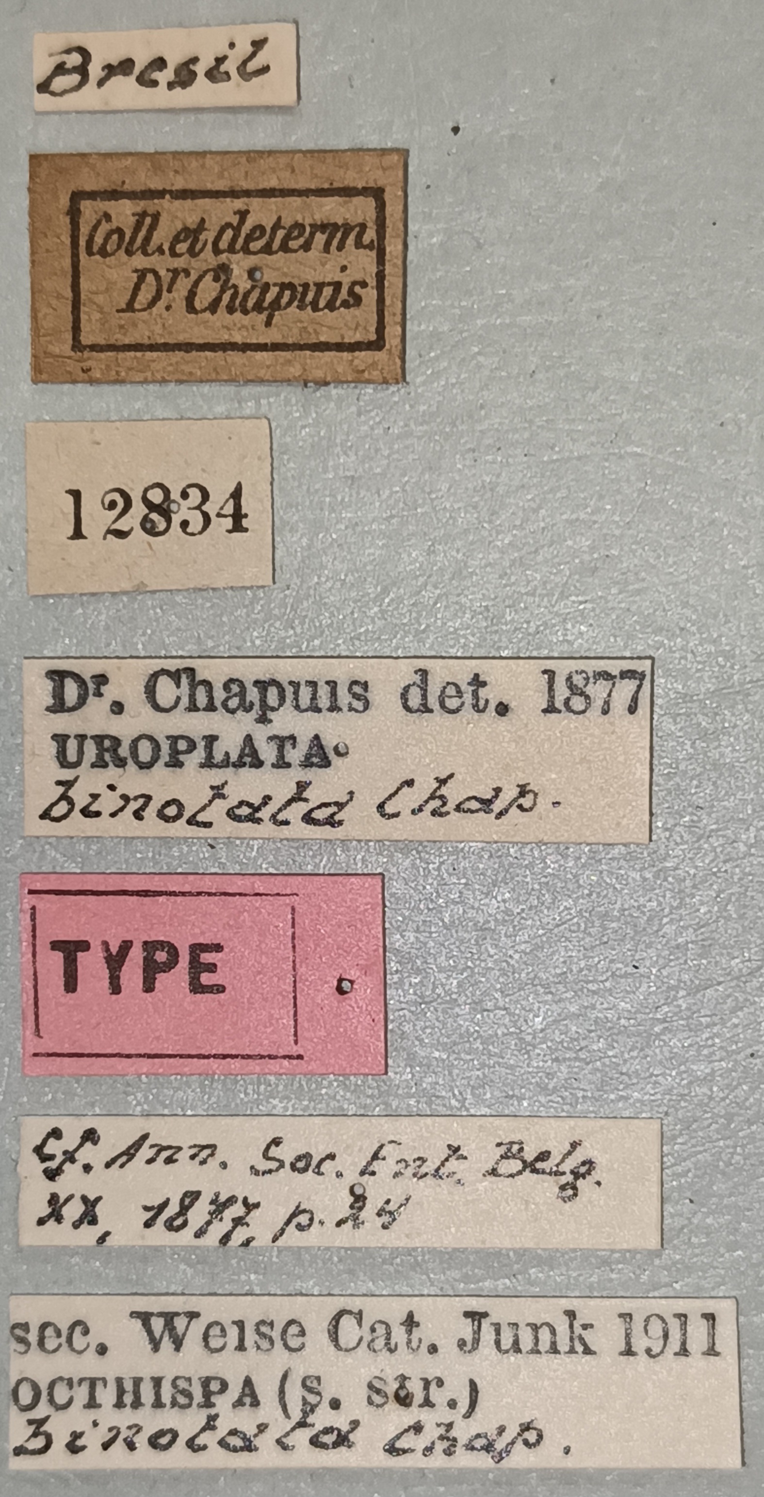 Octhispa binotata T Labels.jpg
