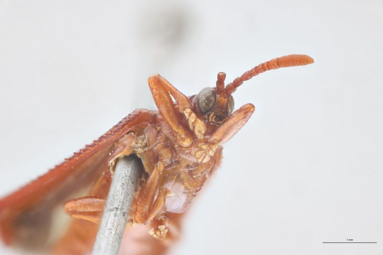 Octhispa bivitticollis Ex-T F-V.jpg