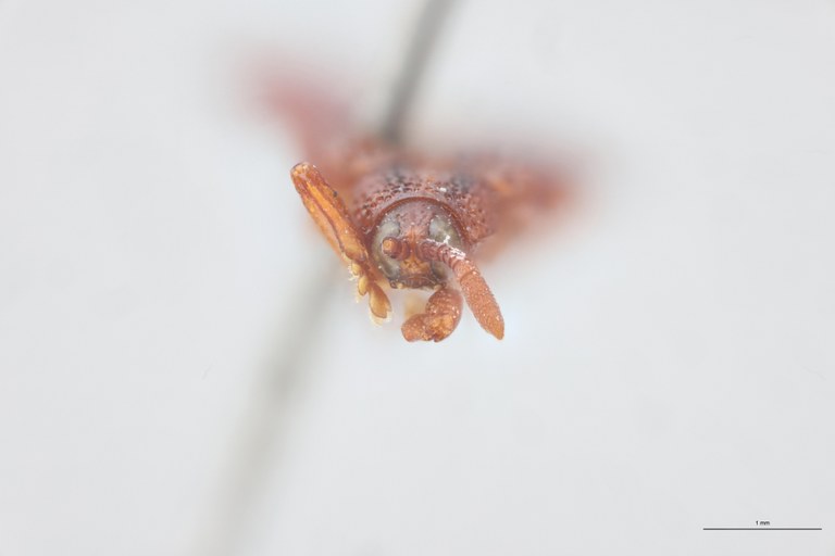 Octhispa bivitticollis Ex-T F.jpg