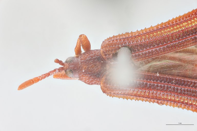 Octhispa bivitticollis Ex-T Head-Close-Up.jpg