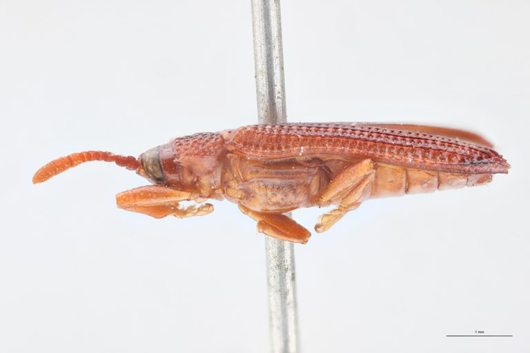 Octhispa bivitticollis Ex-T L.jpg