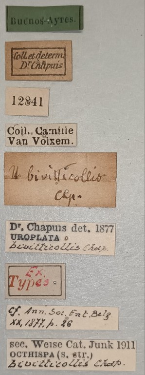 Octhispa bivitticollis Ex-T Labels.jpg