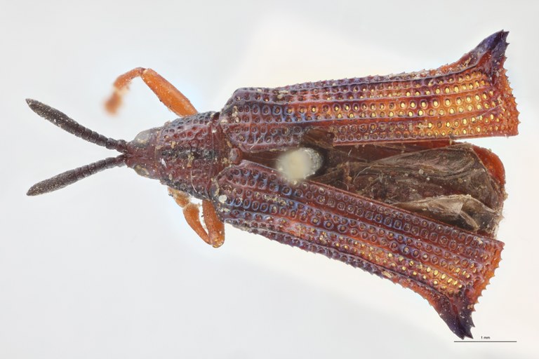 Octhispa carinata T D.jpg