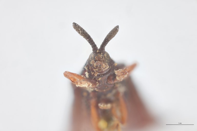 Octhispa carinata T F-V.jpg