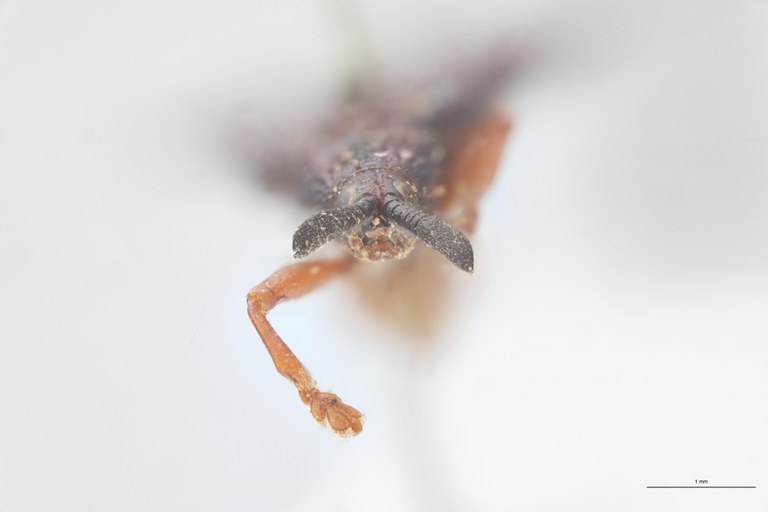 Octhispa carinata T F.jpg