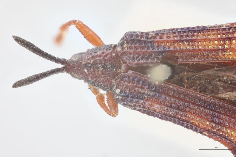 Octhispa carinata T Head-Close-Up.jpg