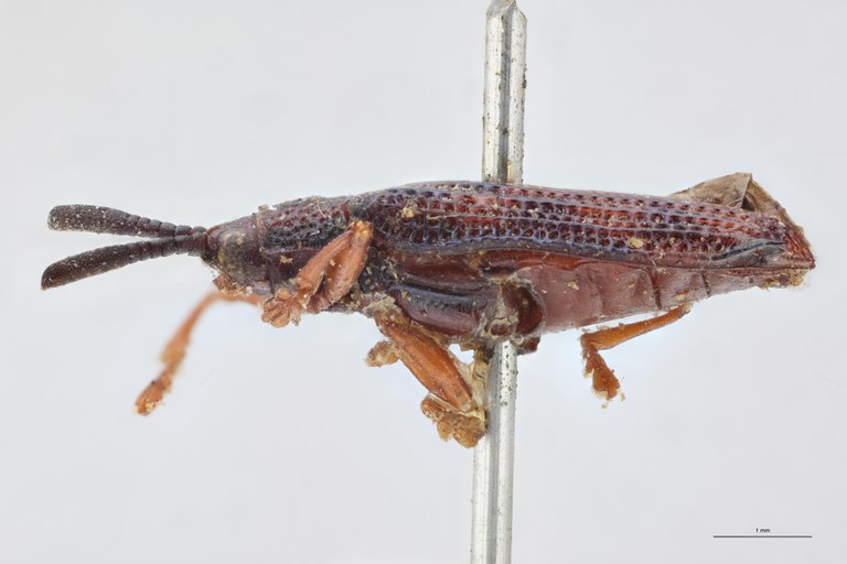 Octhispa carinata T L.jpg