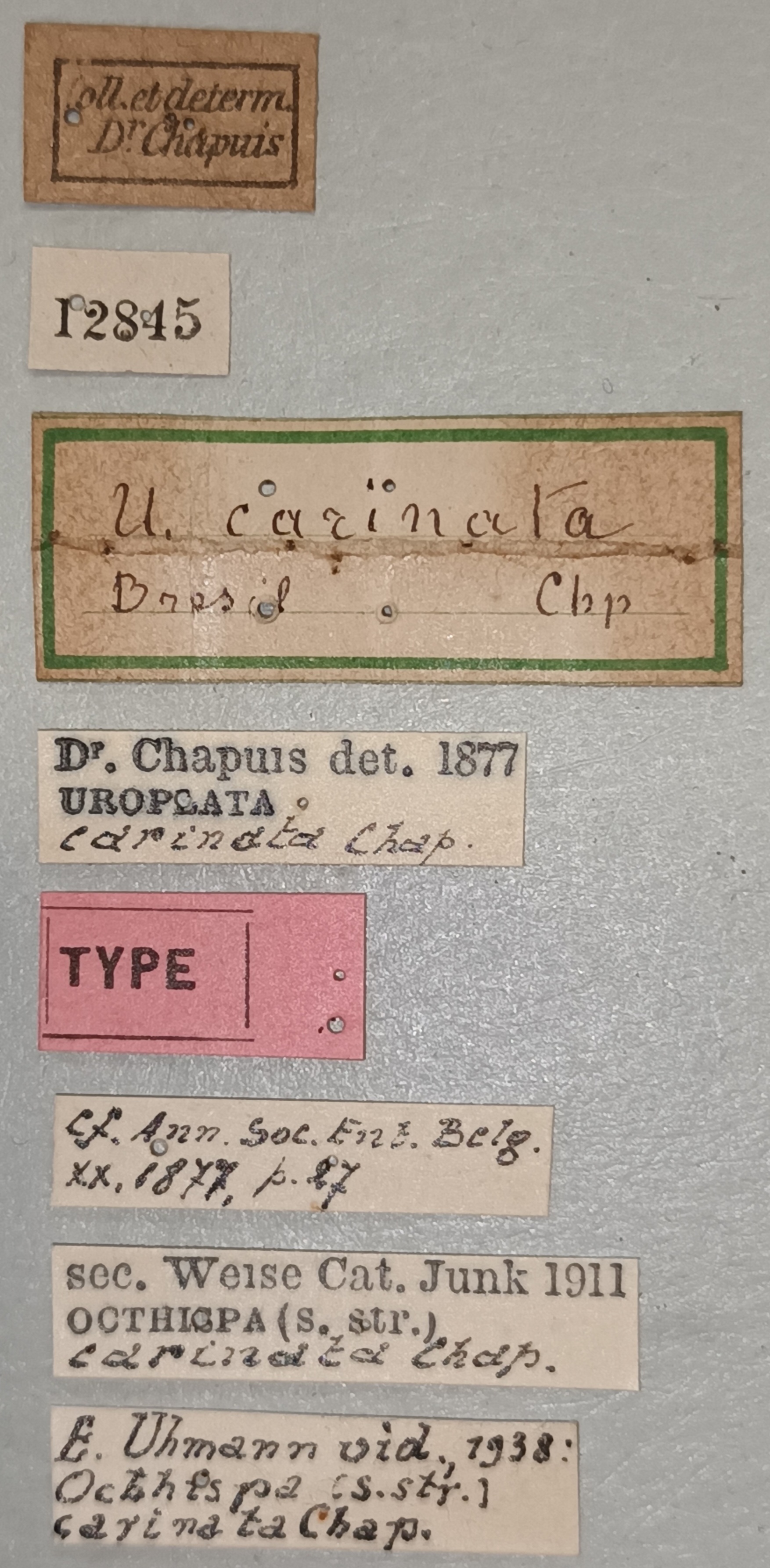 Octhispa carinata T Labels.jpg