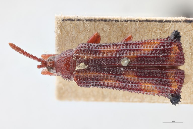 Octhispa castanea T D.jpg