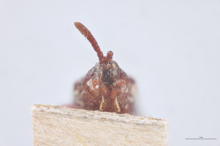 Octhispa castanea T F-V.jpg