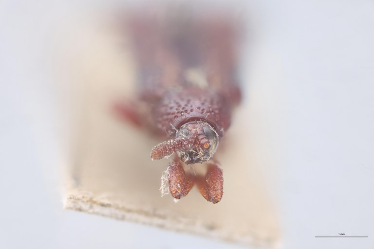 Octhispa castanea T F.jpg