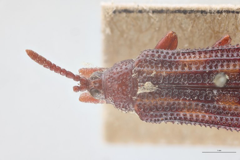 Octhispa castanea T Head-Close-Up.jpg