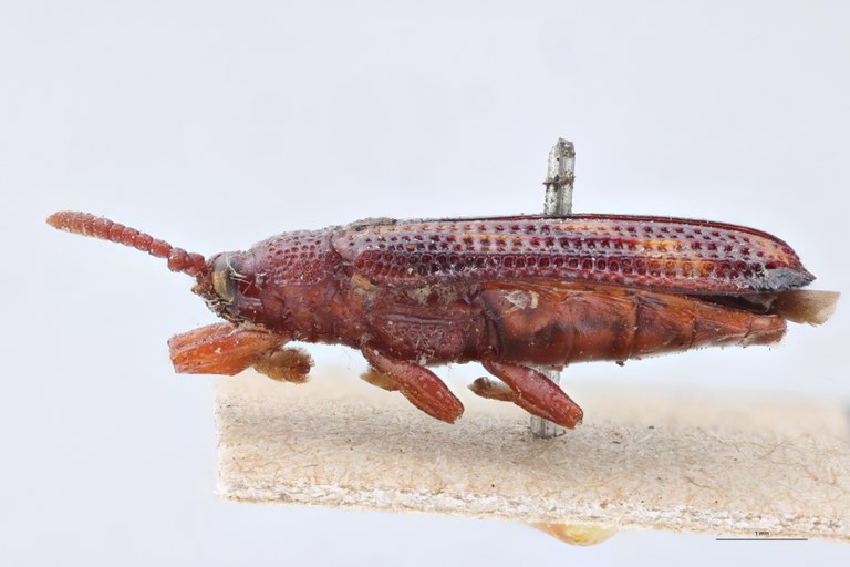 Octhispa castanea T L.jpg