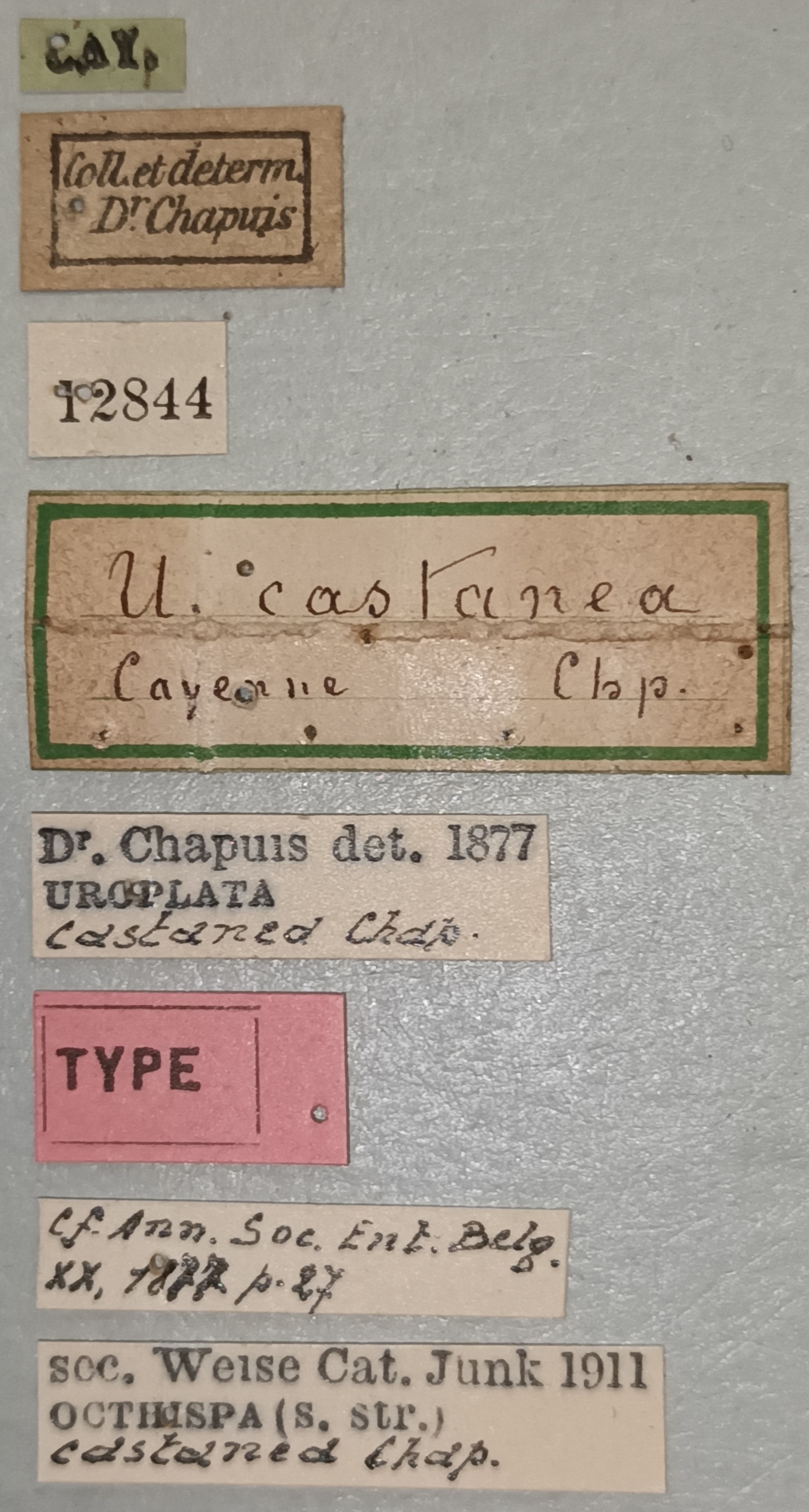 Octhispa castanea T Labels.jpg