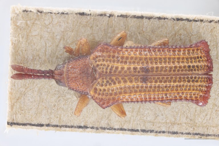 Octhispa centromaculata T D.jpg