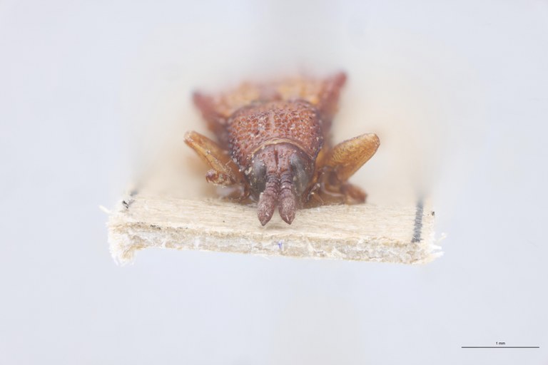 Octhispa centromaculata T F.jpg