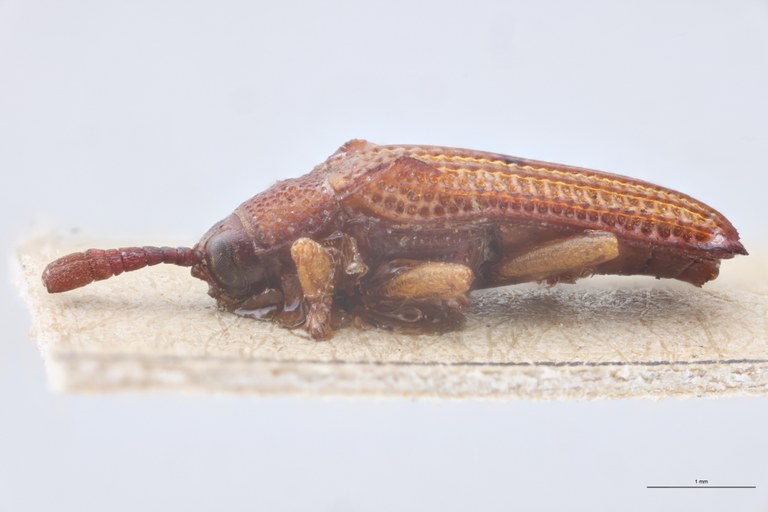 Octhispa centromaculata T L.jpg