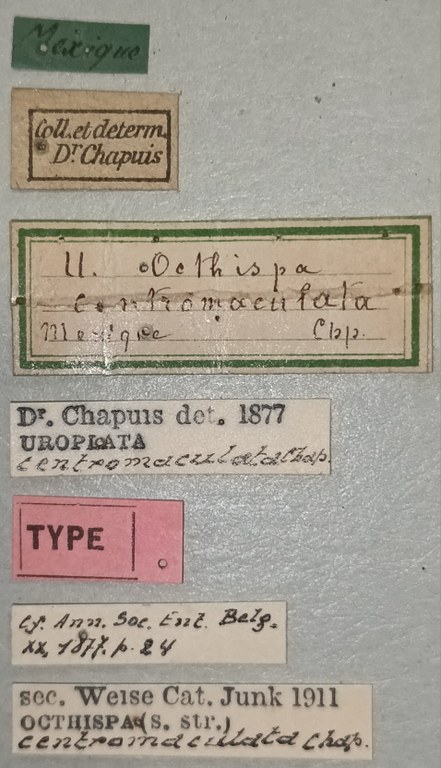 Octhispa centromaculata T Labels.jpg